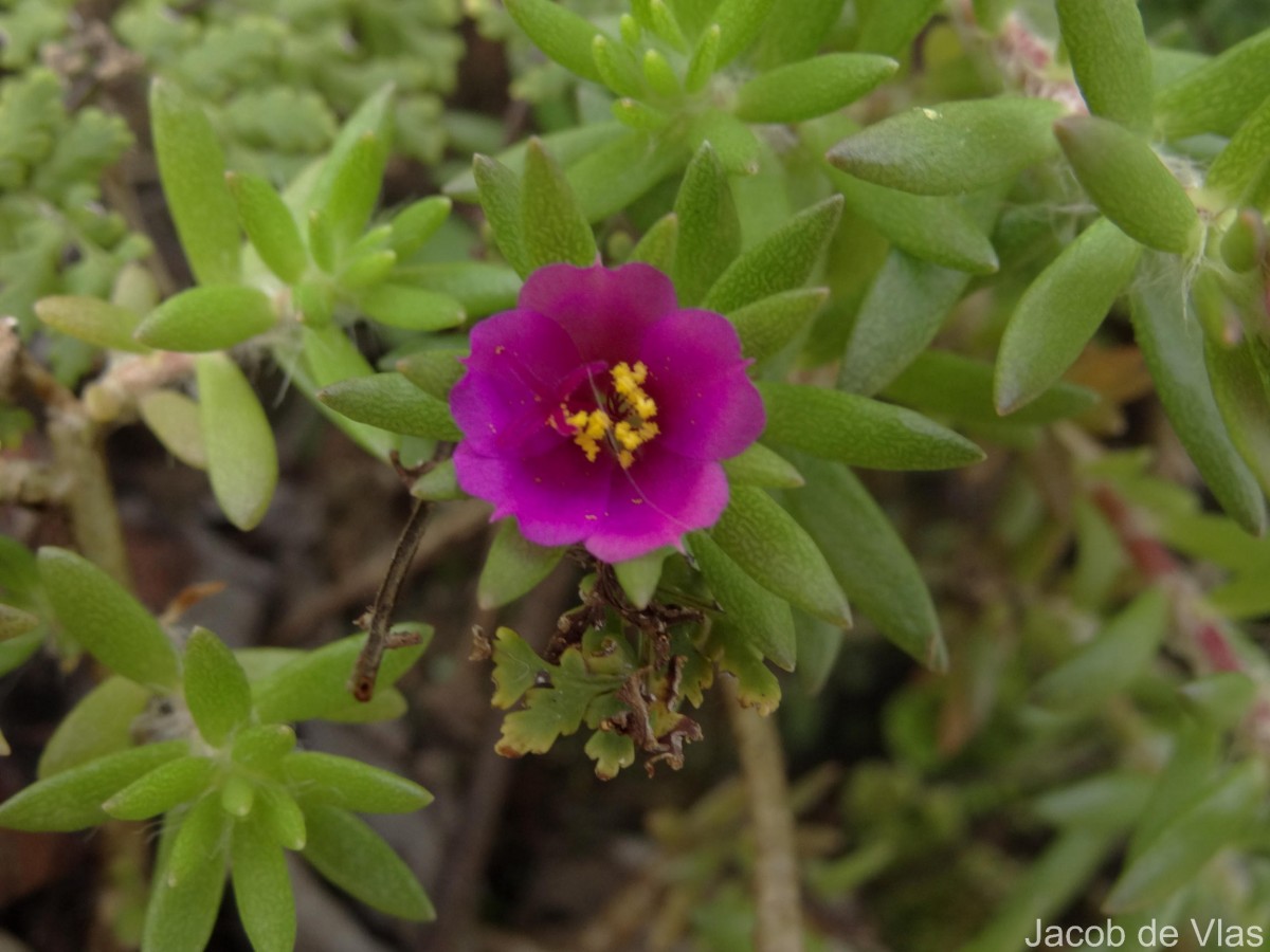 Portulaca oleracea L.
